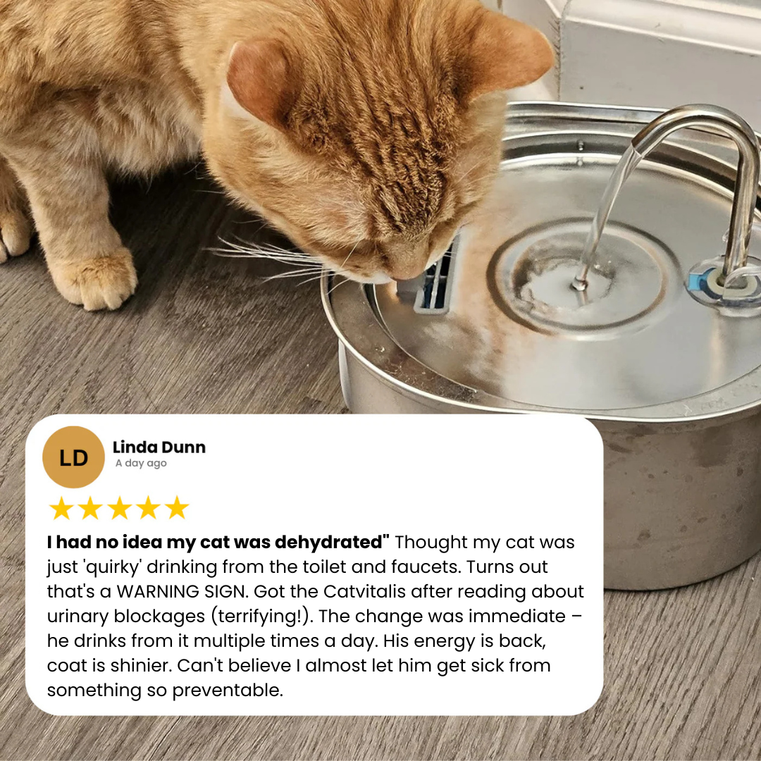 CatVitalis - Stainless Steel Cat Water Fountain